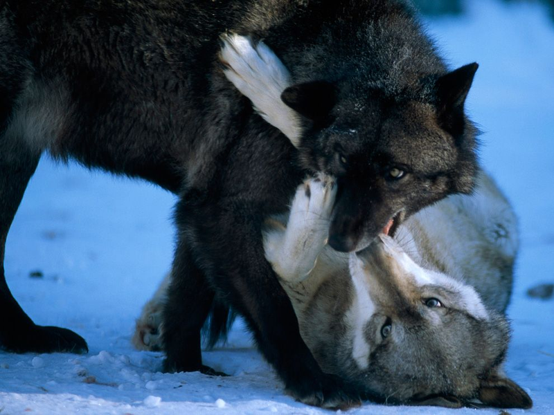 Illustration for article titled Wednesday Woof - Canis lupus Edition